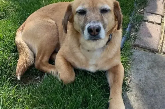 Lost Tan Dog, White & Gray Specks, Marion