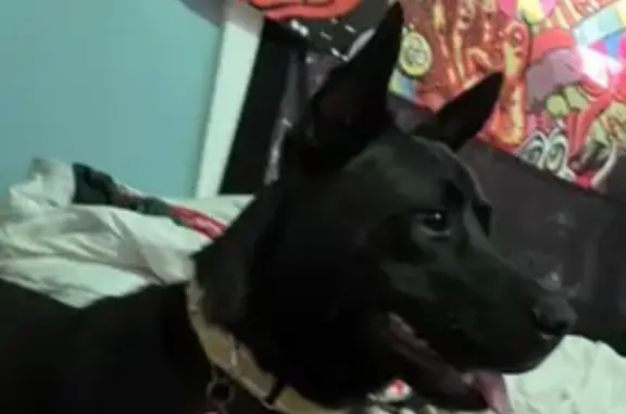 Lost Dog: Black with White Chest Patch