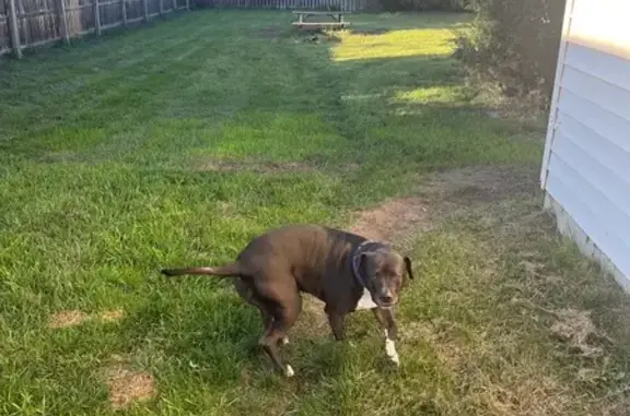 Lost Dark Grey Pit Bull on 68th St SE