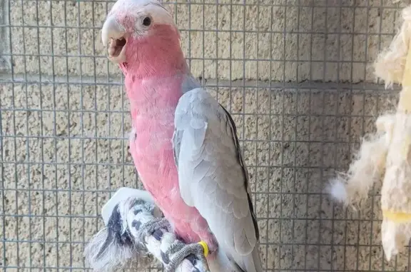 Lost Bird Alert: North 29th Dr...