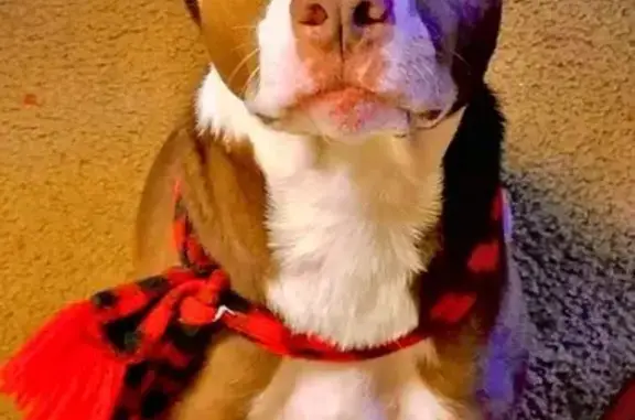 Missing dog , photo: Lost Senior Dog Max: Help Us Find Him!