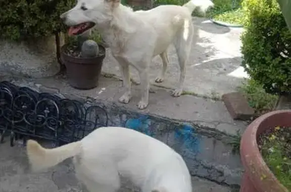 ¡Dos perritas blancas encontra...