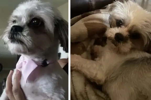 Help Find Darla: Lost Playful Pup!