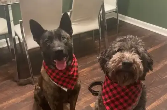 Lost Dogs: Aussiedoodle & Malinois in Fruitport