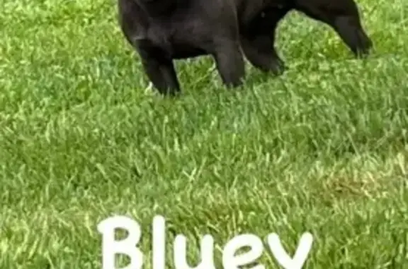Lost Female French Bulldog in Maryland