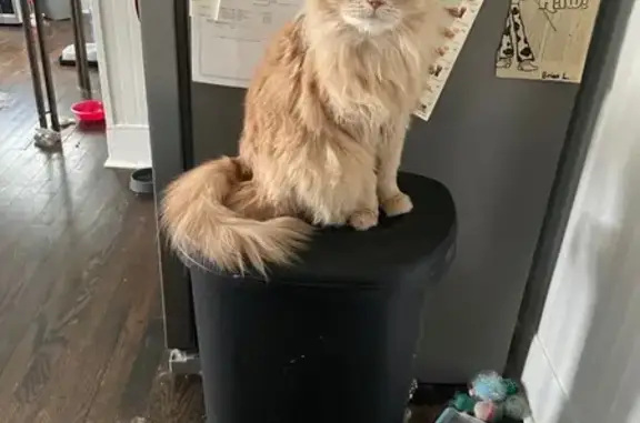 Lost Fluffy Orange Cat: Ollie in Hainesport