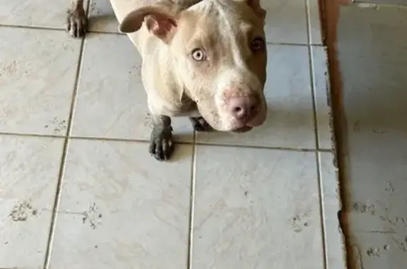 Lost Tan Pit Bull with White Markings