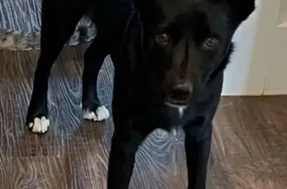 Lost Black Collie Mix on Shelbyville Hwy