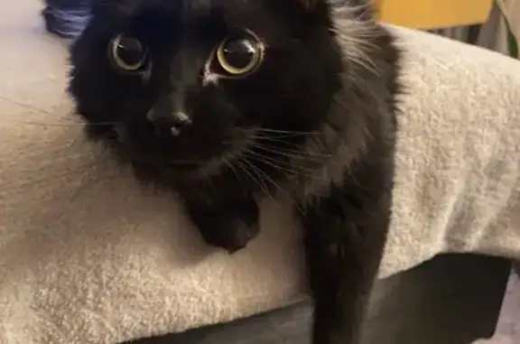 Lost Cat: Black & White Near Alice Ave NE