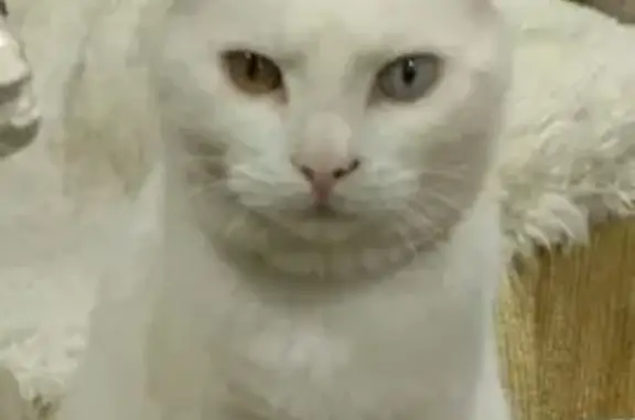 ¡Ayuda! Gato Copito perdido en L'Hospitalet