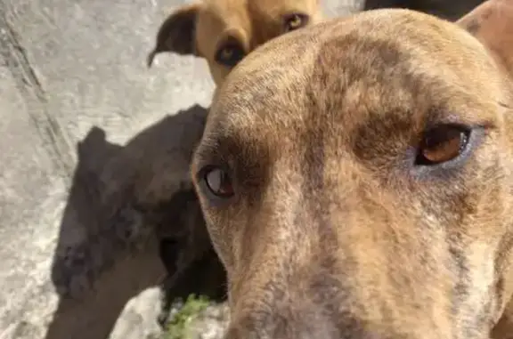 cachorro desaparecida