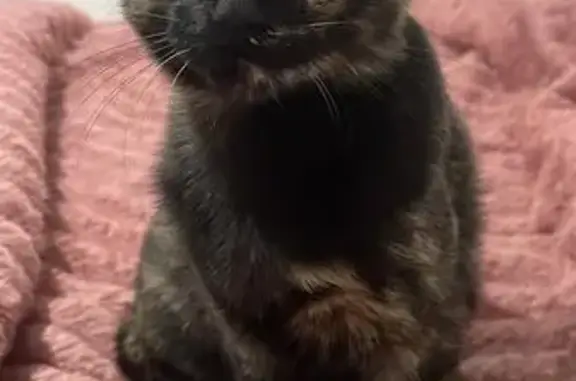 gato desaparecida