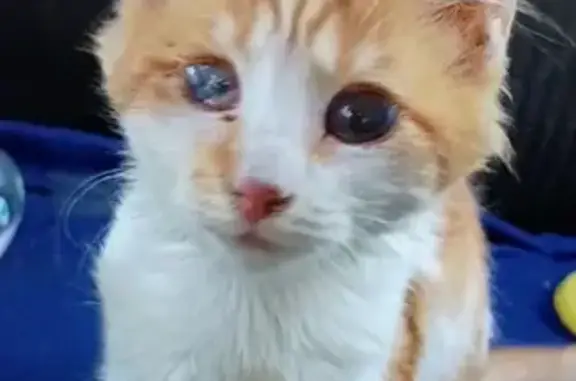 Missing: Blind Orange/White Cat in Ellenwood