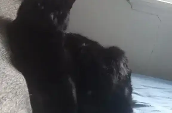 Lost Black Cat: Green Eyes, Red Collar