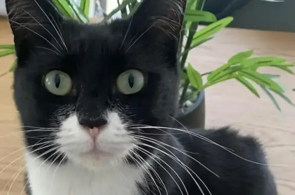 Chatte perdue : Sassy, noire et blanche - photo