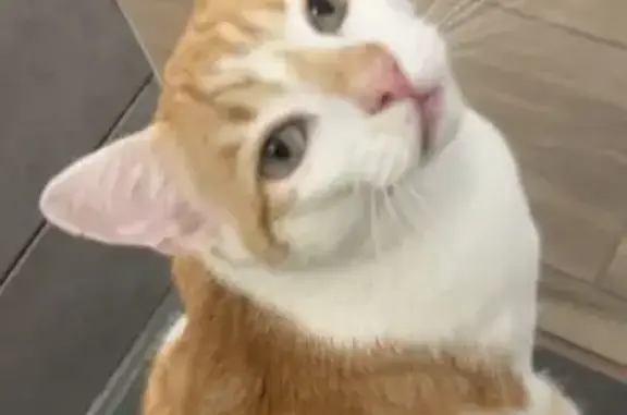 Chat perdu, peureux à Unieux (Auvergne) - photo