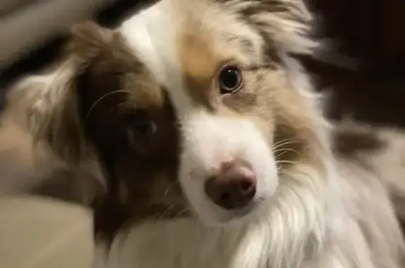Help Find Otis: Lost Dog in Wortham