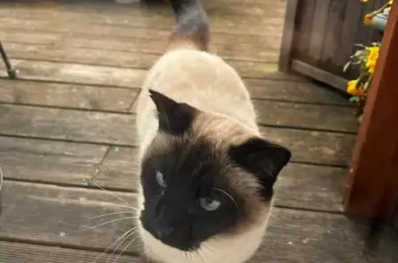 Animaux perdus , photo: Chat crème perdu, yeux bleus, St-Pierre-en-Faucigny