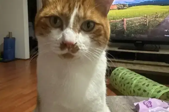 Missing cat , photo: Lost: Shy Ginger & White Cat in Canterbury