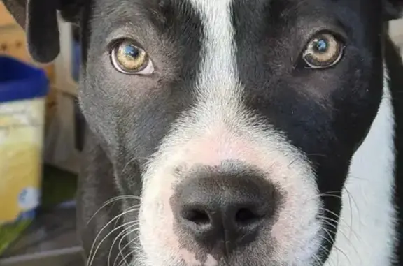 Found dog Wollongong, photo: Found: Young Black & White Staffy in Wollongong