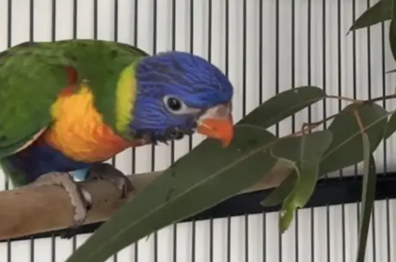 Lost Bird: Blue Bracelet, Blac...