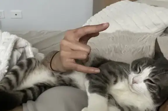Lost Gray & White Cat on Brent Lane
