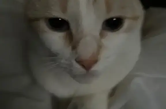 Lost Cat: White & Orange, Blue Eyes