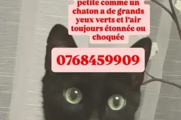 Chatte noire perdue, impasse Madeleine Simon - photo