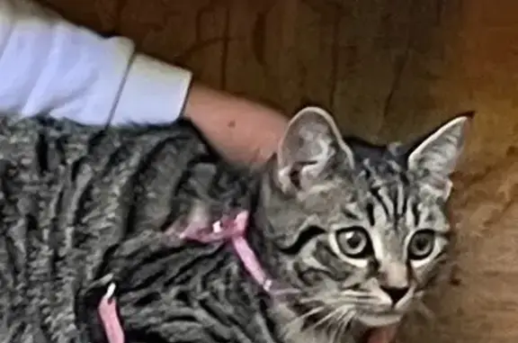 Chat perdu, Le Havre, photo: Chatte tigrée perdue au Havre, 6 mois