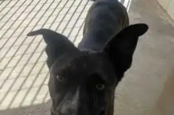 Animales encontrados , foto: Jimbo Busca Hogar Activo y Amoroso