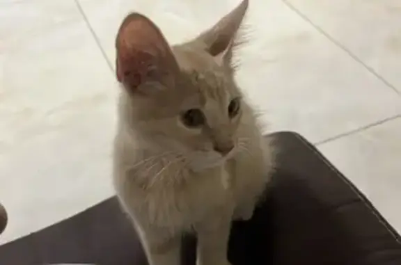 Gatos perdidos, Coatzacoalcos, foto: ¡Gatito Naranja Perdido en Coatzacoalcos!