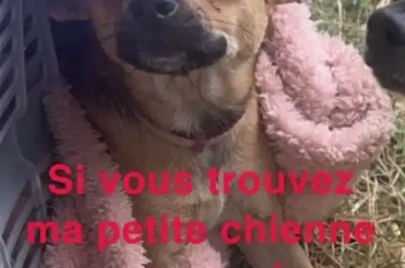 Chihuahua beige perdu à Amnéville - photo