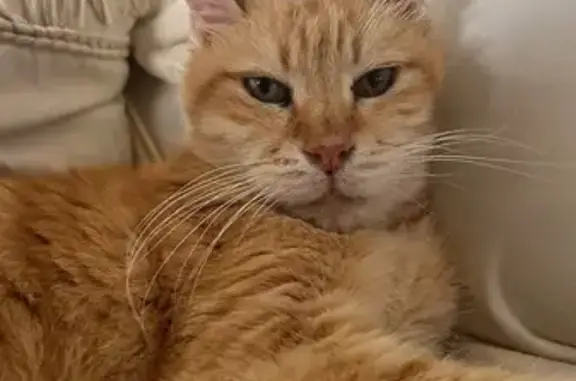 Gato Naranja Cariñoso Busca Ho...