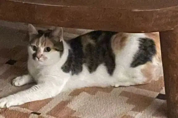 Chatte perdue à Quarré-les-Tombes - photo