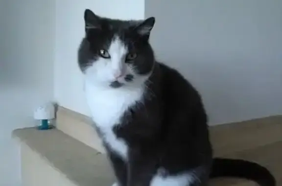 Chatte grise perdue à Saint-Hilaire - photo