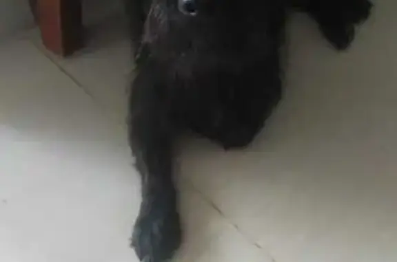 Hola si alguien lo a encontrado por favor tengo a los niños llorando y triste por su cachorro si lo ven bn está bn cuidado hasta tiene su collar puesto el se salió de la casa y desapareció el día sábado desde ay lo estoy buscando en todo Nelson Mandela y no lo encuentro por favor si alguien lo tiene yo le regalo algo tengo a los niños tristes por su mascota se le agradece mucho el tiene el collar puesto 3205416556
