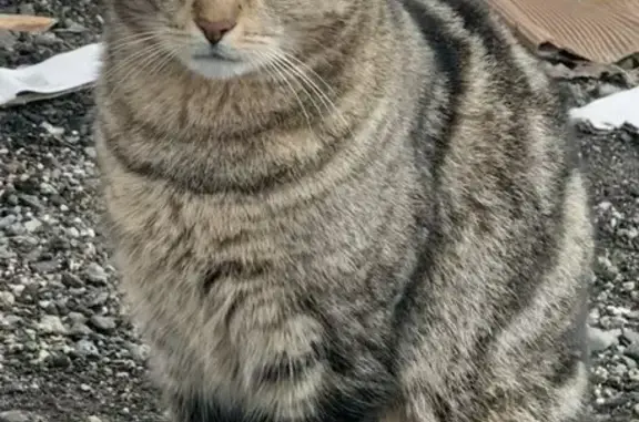 Chat perdu à Labastidette, Occitanie - photo