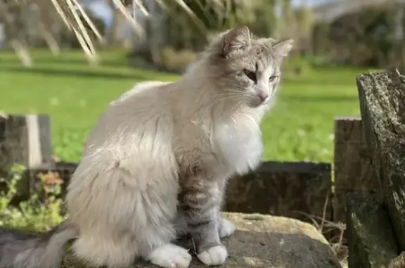 Animaux perdus Saint-Martin-des-Noyers, photo: Chat perdu à Saint-Martin-des-Noyers