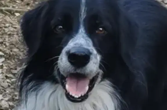 Chien perdu , photo : Chien perdu après orage à Cruviers-Lascours