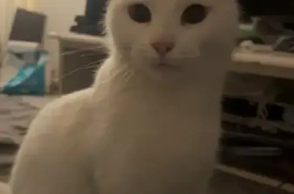 Chat perdue à Toulon, yeux vairons - photo