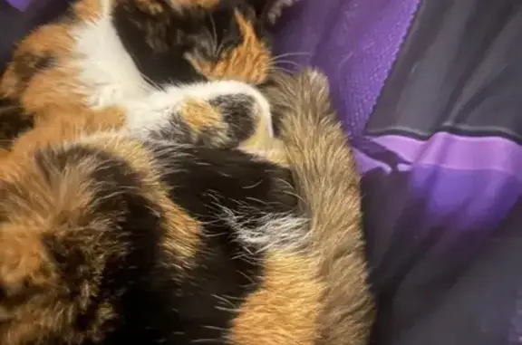 Animaux perdus Boves, photo: Lilou, chatte tricolore perdue à Boves