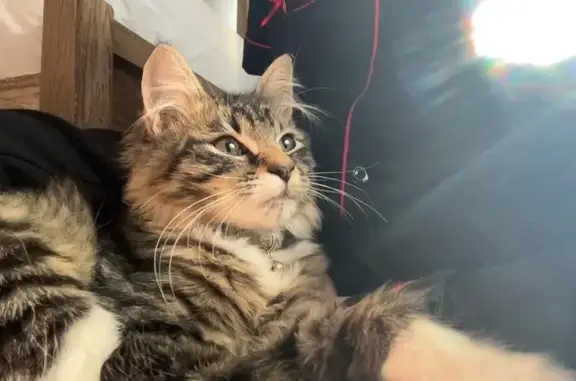 Lost Grey Cat: Long Hair, Olive Eyes