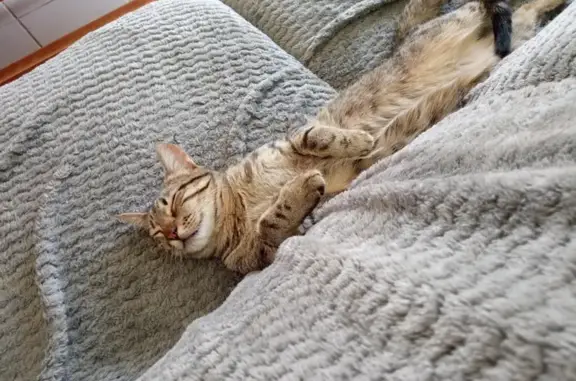 Chat tigré perdu à Charnas - photo