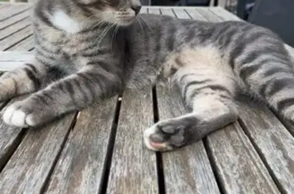 Chat perdu, , photo: Chat gris tigré perdu à Charrey-sur-Saône