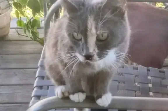 Stray Cat Joins Feline Feast i...
