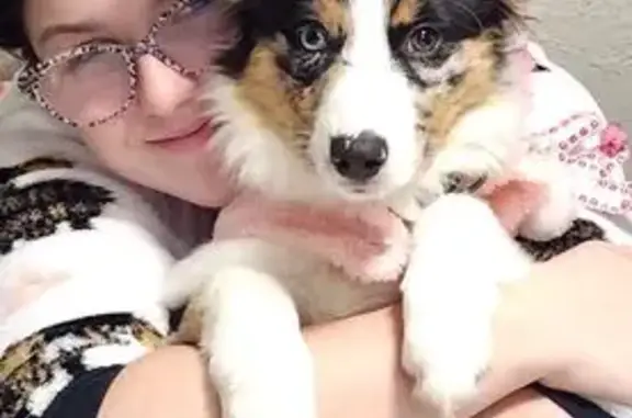 Lost Blue Merle Aussie in Lone Elm, MO