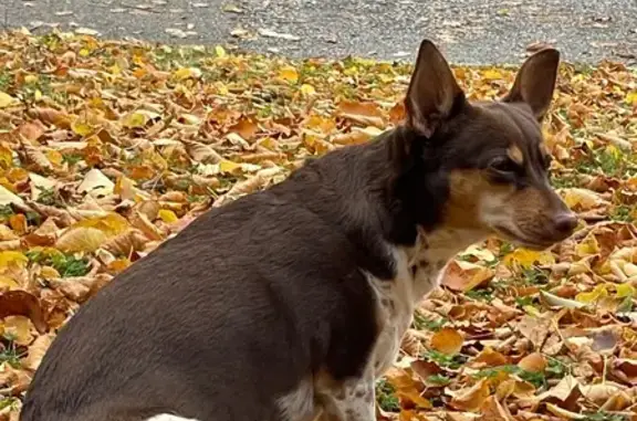 Lost Minpin/Dachshund Mix on Heron Rd
