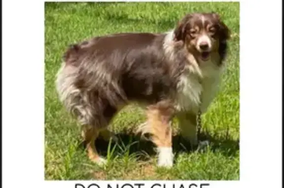 Lost Dog Alert: Seen on Wooster Rd, Barberton