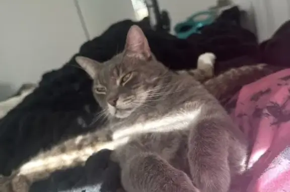 Help Find Chunk: Lost Grey Tabby in 3023