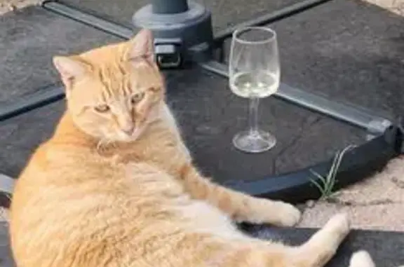 Chat perdu, Bourgogne-Franche-Comté, photo: Chat roux perdu à Decize, patte blessée